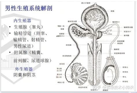 男性生殖系統|人體解剖學/男性生殖系統